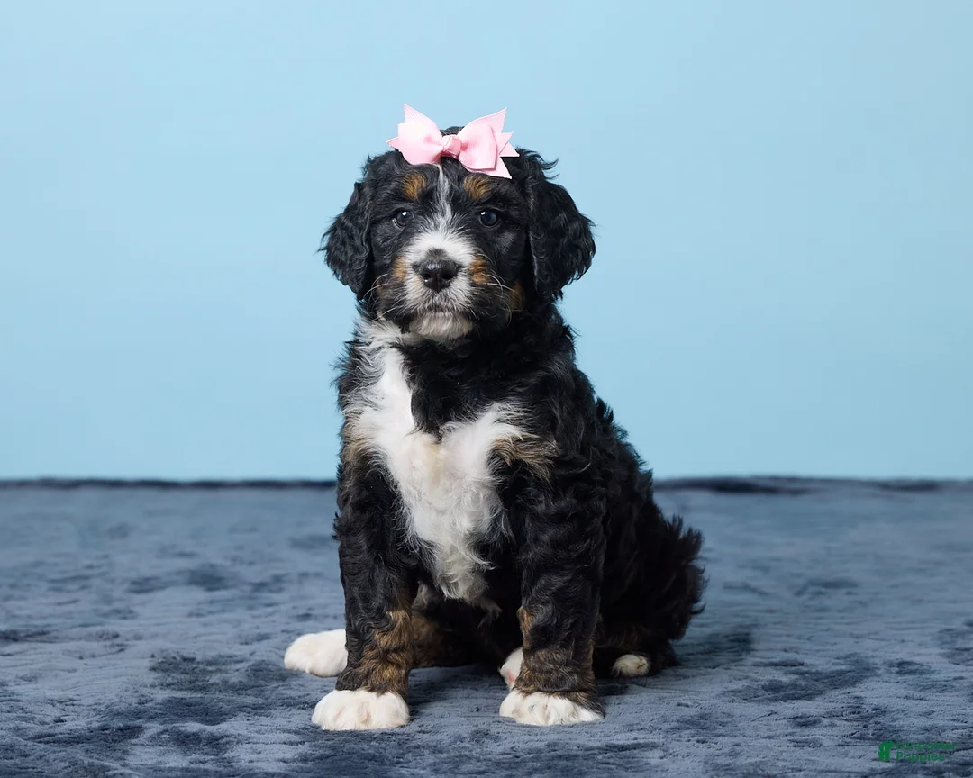 Bernedoodle dogs for sale: Jewel - Ad 1