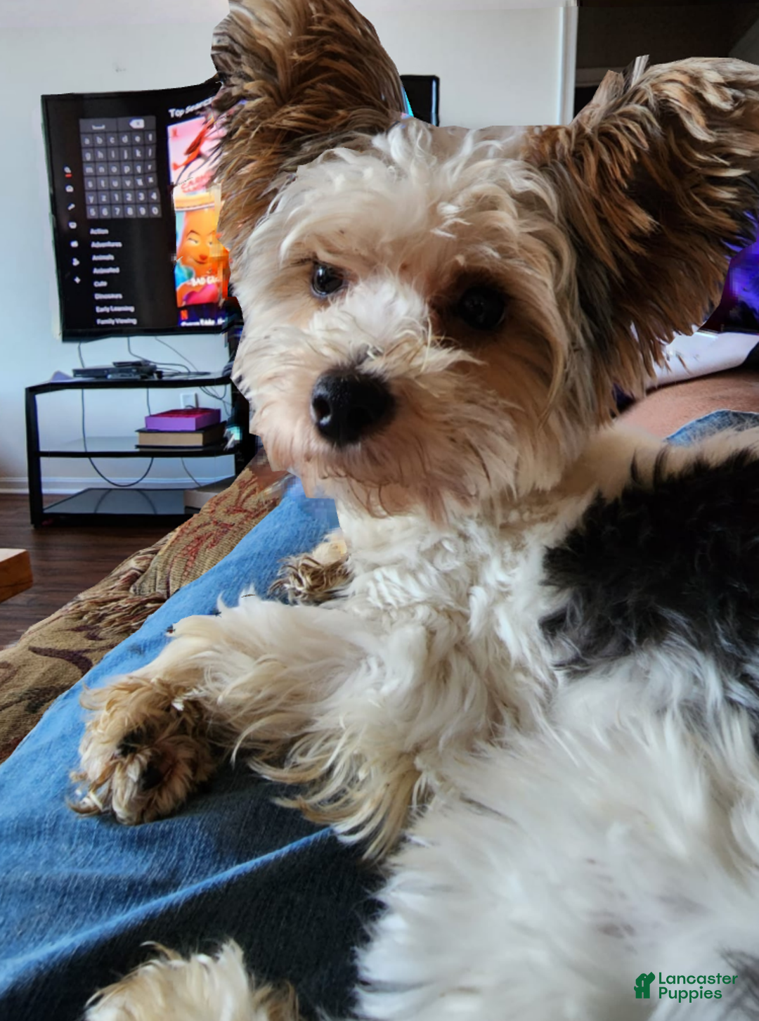 Yorkshire Terrier dogs for sale: Adella - Ad 5