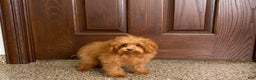 Maltipoo dogs for sale: Tiny Red  - Ad 8