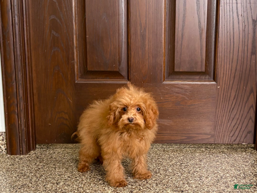 Maltipoo dogs for sale: Tiny Red  - Ad 8