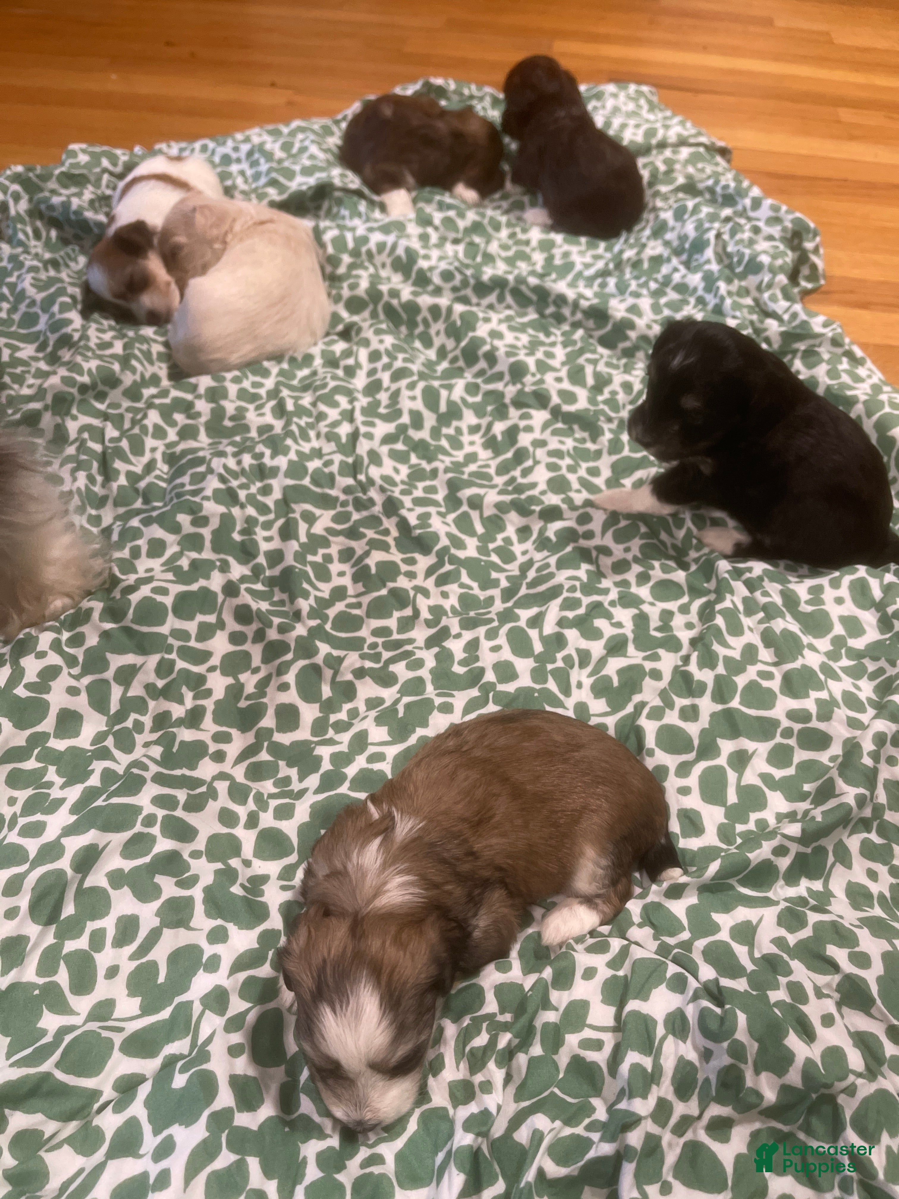 Shih Tzu dogs for sale: Shih Tzu Puppy 4 - Ad 3