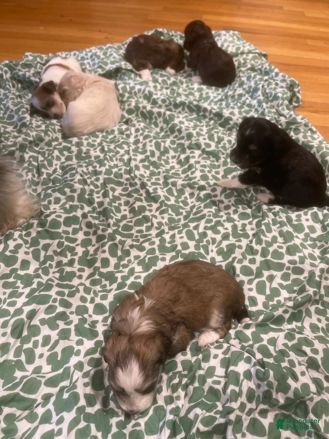 Shih Tzu dogs for sale: Shih Tzu Puppy 4 - Ad 1