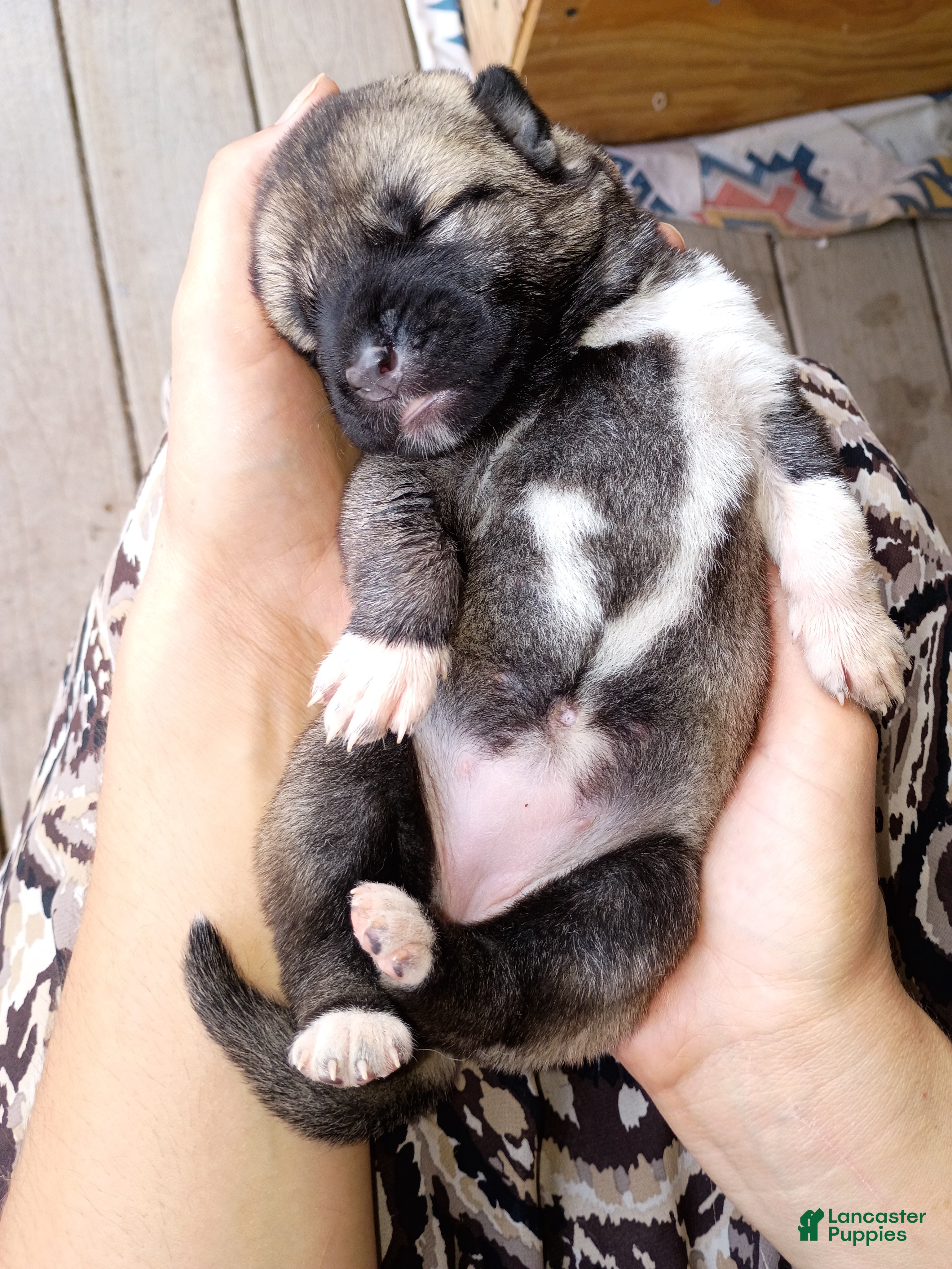 Anatolian Shepherd dogs for sale: Anatolian Shepherd 1 - Ad 1