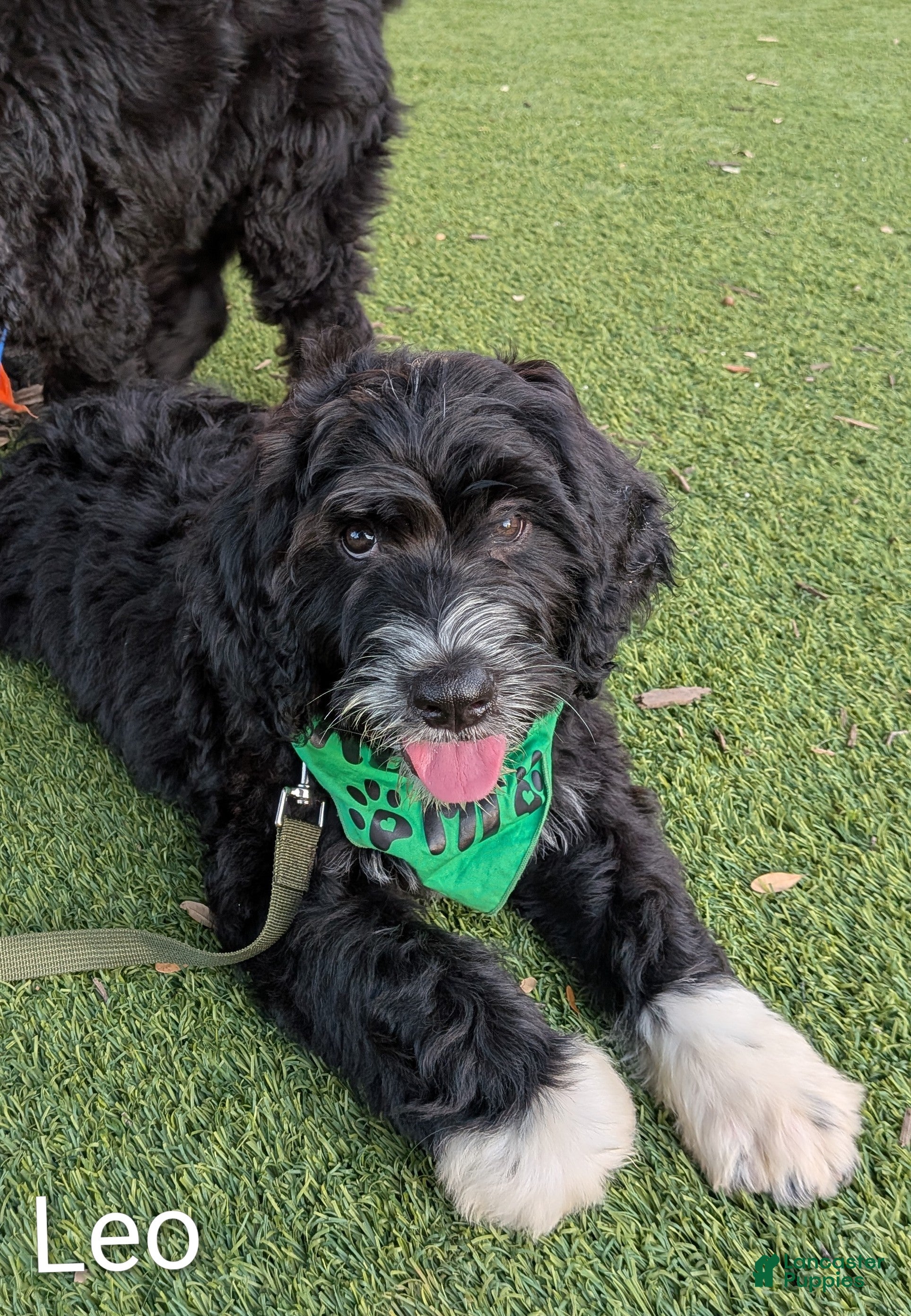 Mixed Breed dogs Leo - Ad 2