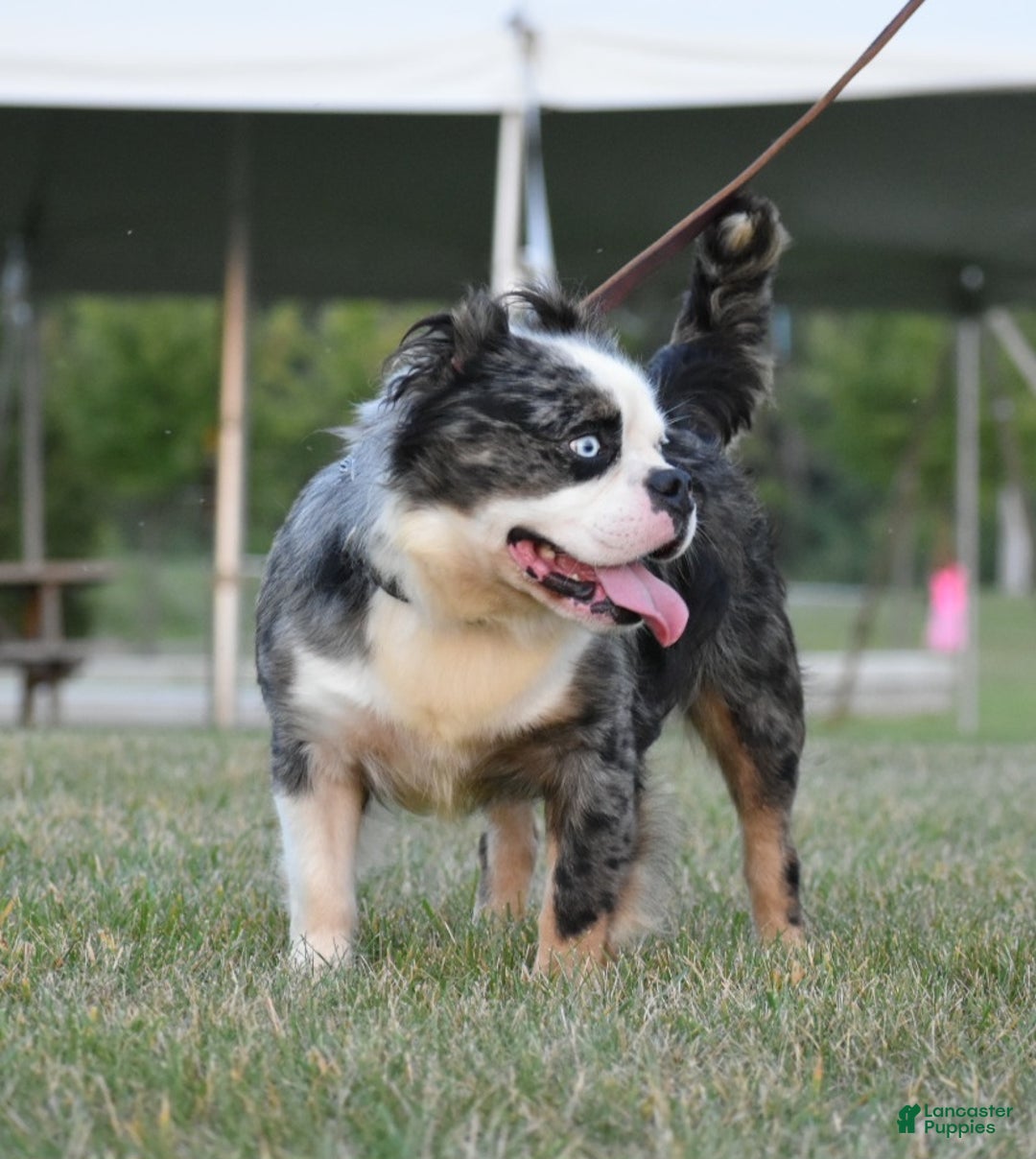 Mixed Breed dogs for sale: Prettia bully bulldog hybrid  - Ad 33