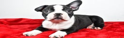 Boston Terrier dogs for sale: Ian - Ad 3