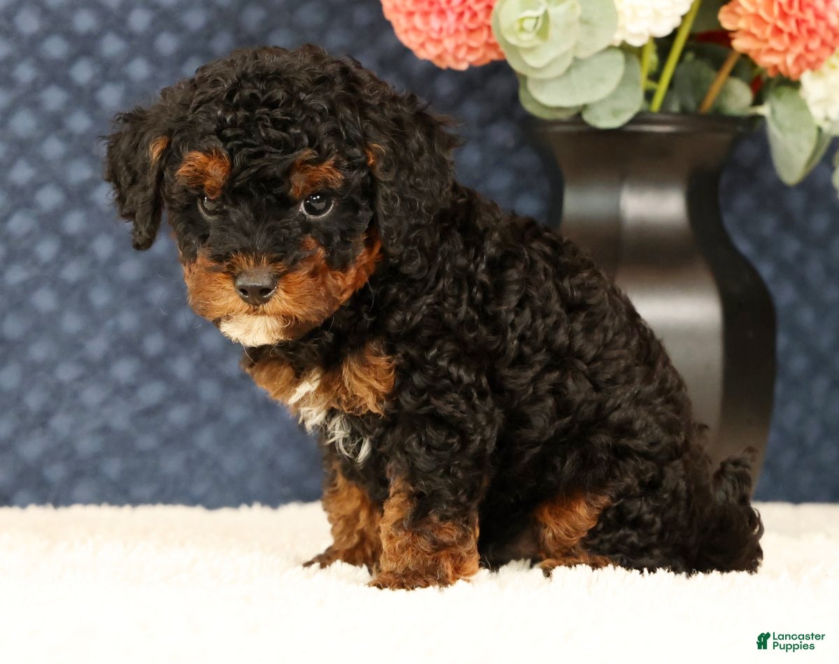 Havapoo dogs Doogie - Ad 2