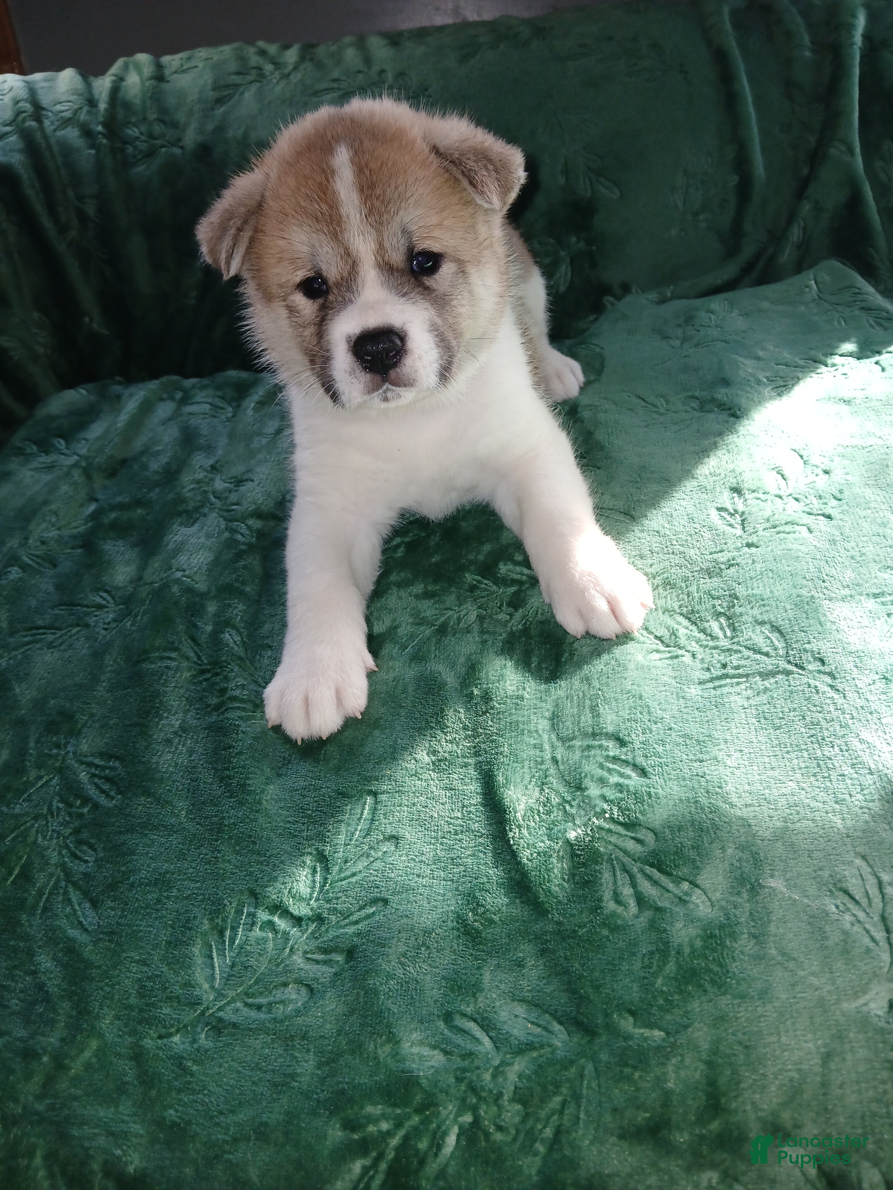 Akita dogs Willow - Ad 2