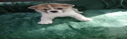 Akita dogs for sale: Willow - Ad 13