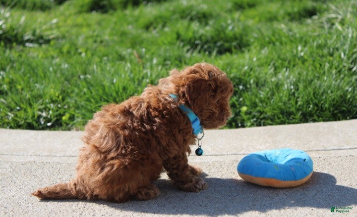 Bichpoo dogs Finley  - Ad 2