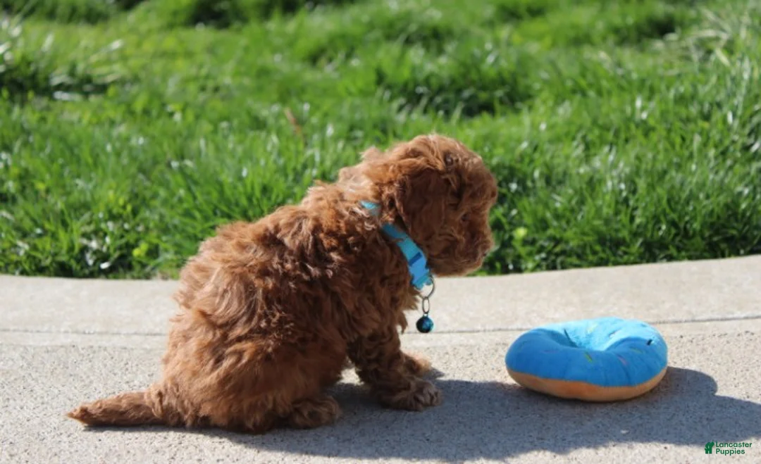 Bichpoo dogs for sale: Finley  - Ad 2