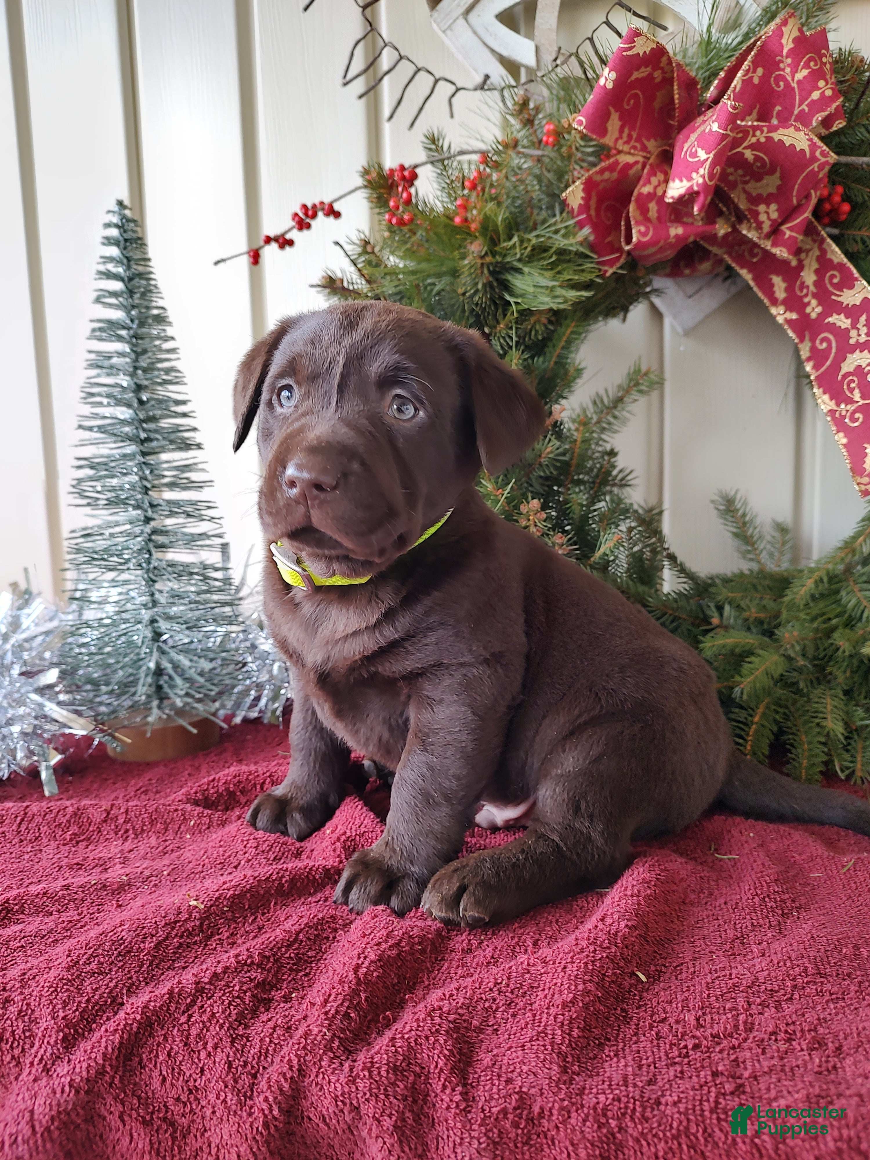 Labrador Retriever dogs Leo - Ad 24