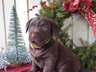 Labrador Retriever dogs Leo - Ad 24