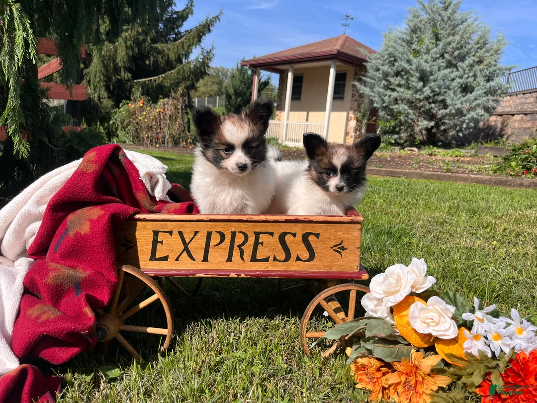 Papillon dogs for sale: Lil Patsy❤️AKC Imported Momma From Poland🐾Text or Call - Ad 2