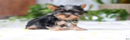 Yorkshire Terrier dogs for sale: Beau - Ad 2