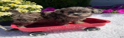Pomapoo dogs for sale: Kyah - Ad 5