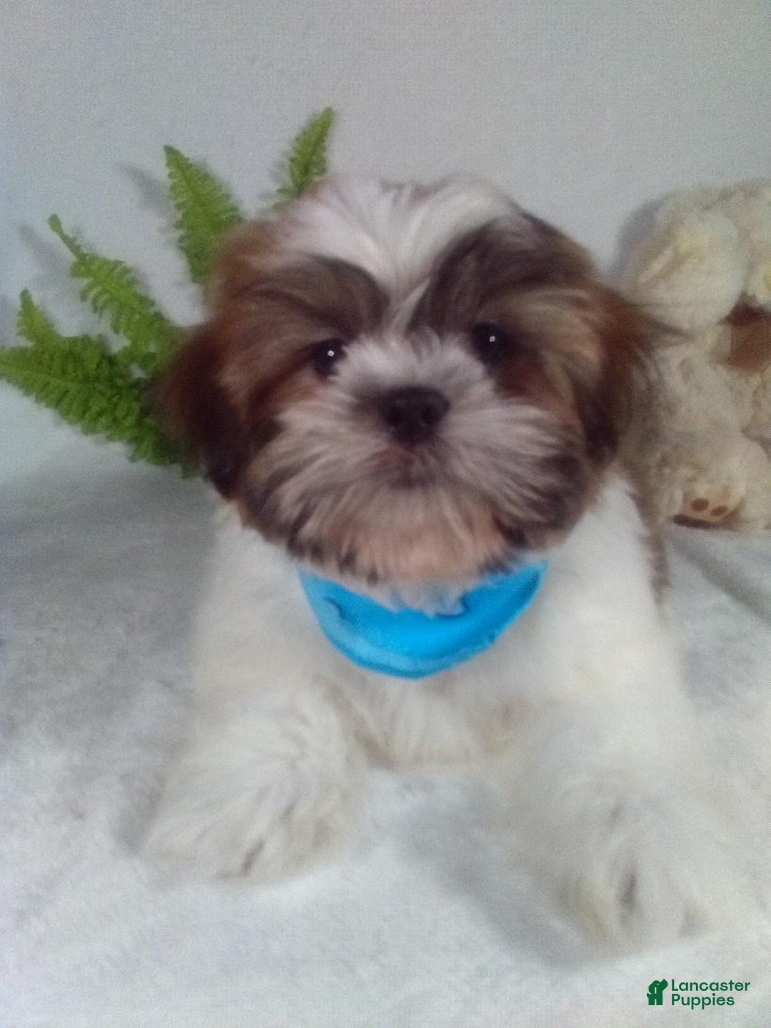 Shih Tzu dogs for sale: Hero - Ad 3