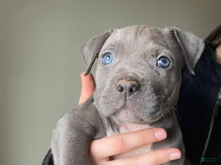 American Bully dogs American Bully Puppy 3 - Ad 36