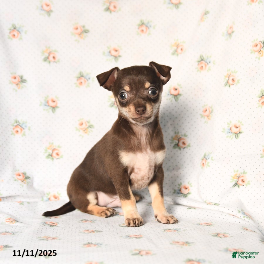Chihuahua dogs Mickey - Ad 6