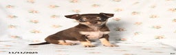 Chihuahua dogs for sale: Mickey - Ad 1