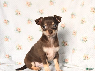 Chihuahua dogs Mickey - Ad 21