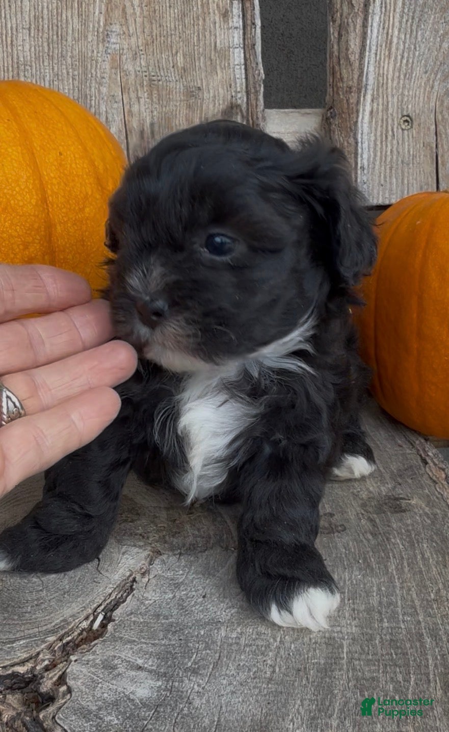 Scout (Shihpoo, Male) in Edwardsburg, MI