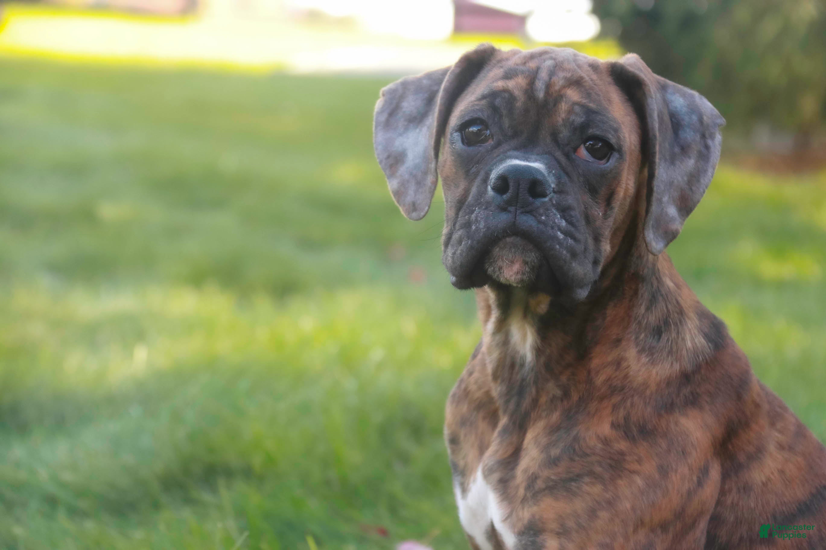 Boxer dogs Oakley - Ad 26