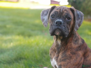 Boxer dogs Oakley - Ad 15