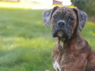 Boxer dogs Oakley - Ad 38