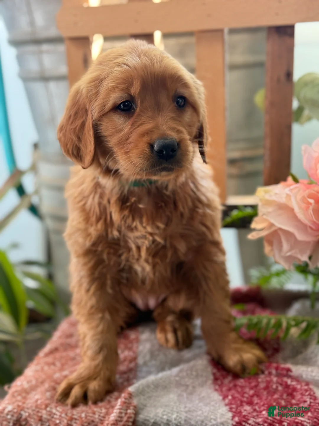 Golden Retriever dogs for sale: Rose - Ad 8