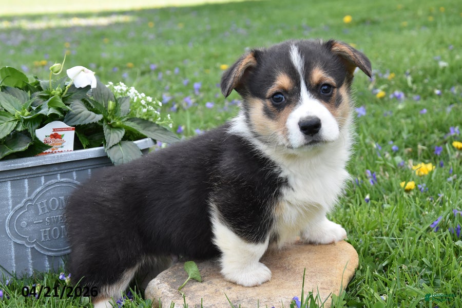 Welsh Corgi Pembroke dogs Magic - Ad 1