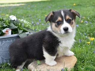 Welsh Corgi Pembroke dogs for sale: Magic - Ad 2