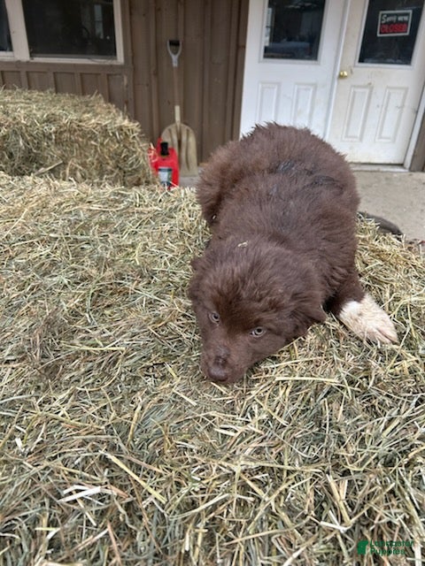 Australian Shepherd dogs Chocolate - Ad 1