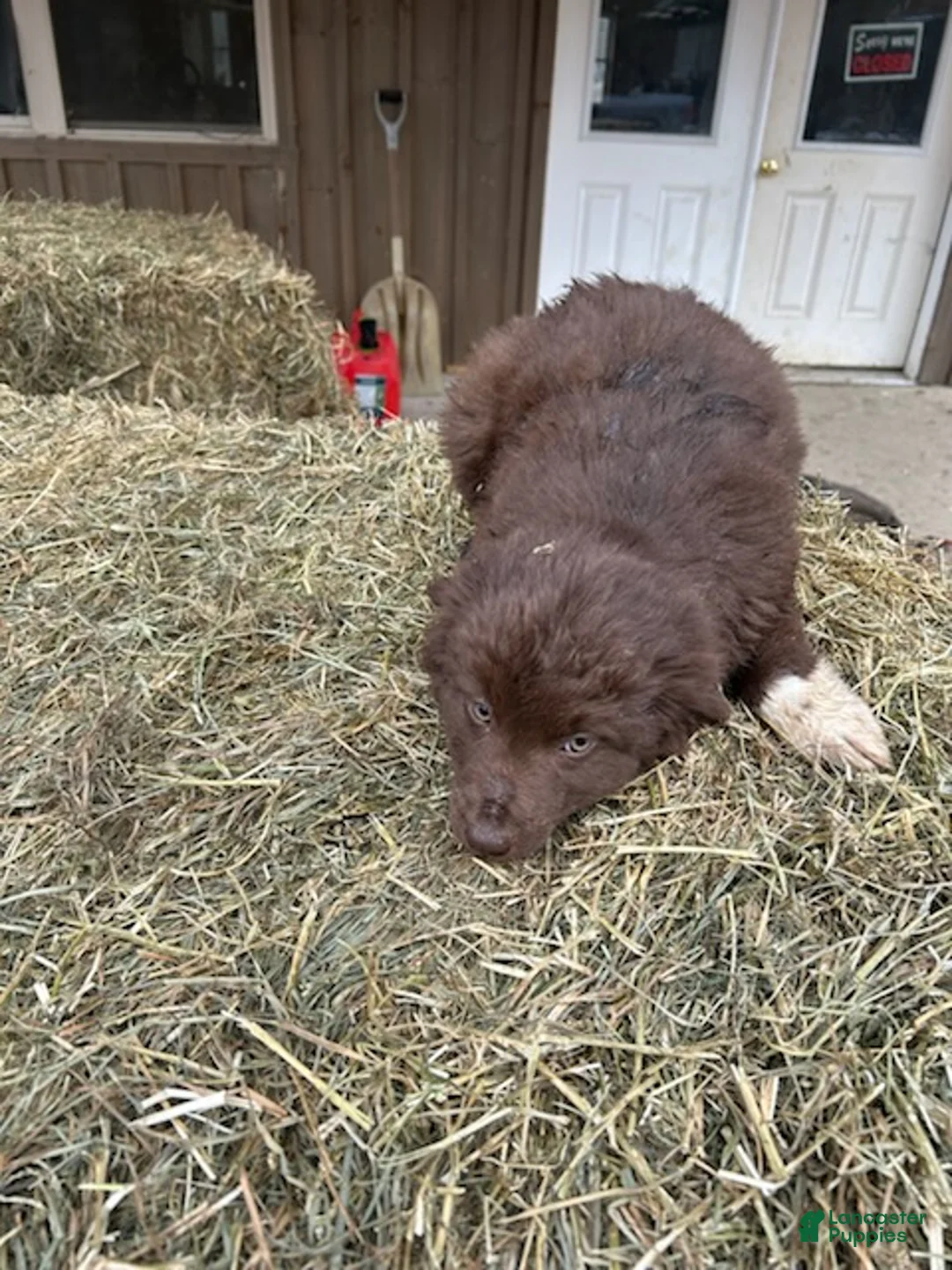 Australian Shepherd dogs for sale: Chocolate - Ad 1