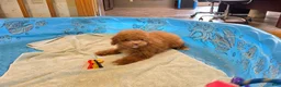 Miniature Poodle dogs for sale: Ned - Ad 7