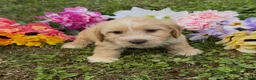 Mini Goldendoodle dogs for sale: Oak - Ad 5