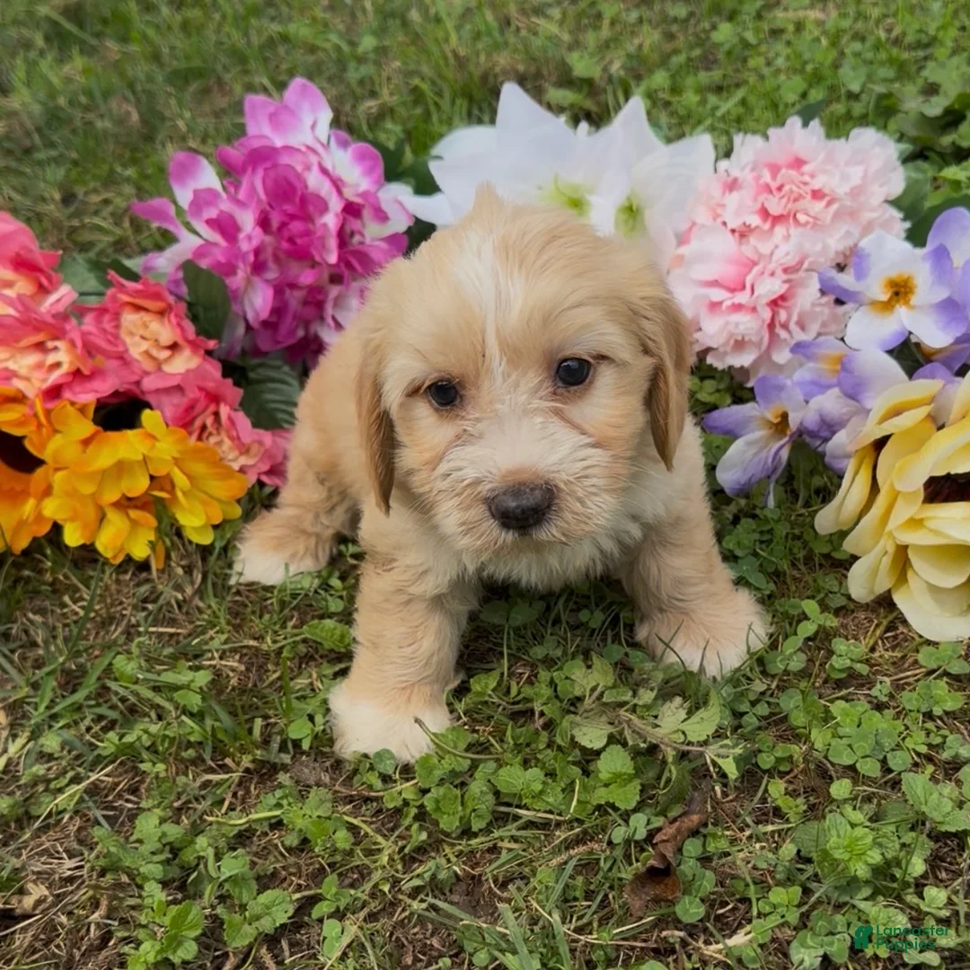 Mini Goldendoodle dogs for sale: Oak - Ad 5