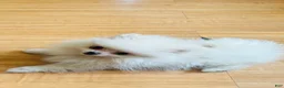 Pomeranian dogs for sale: Leia  - Ad 3