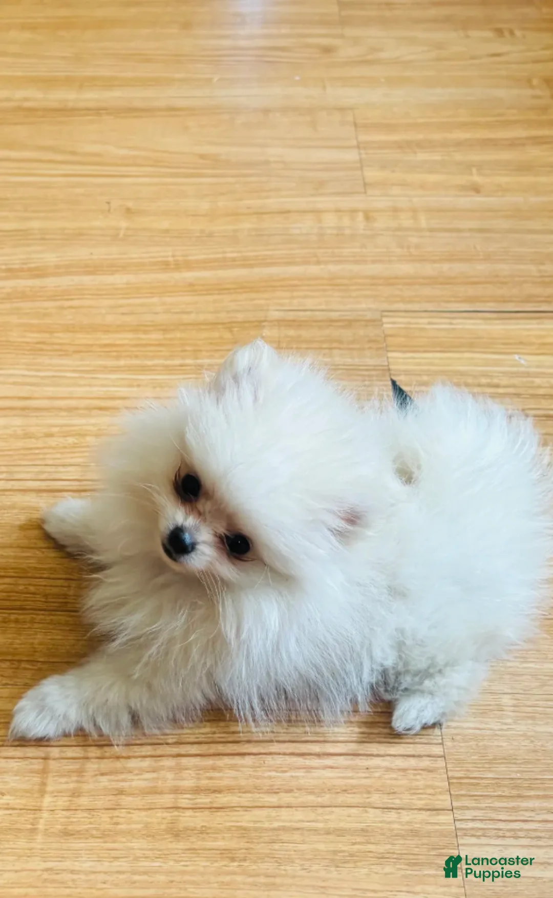 Pomeranian dogs for sale: Leia  - Ad 3