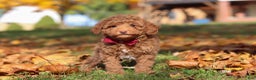 Miniature Poodle dogs for sale: Stitch - Ad 8