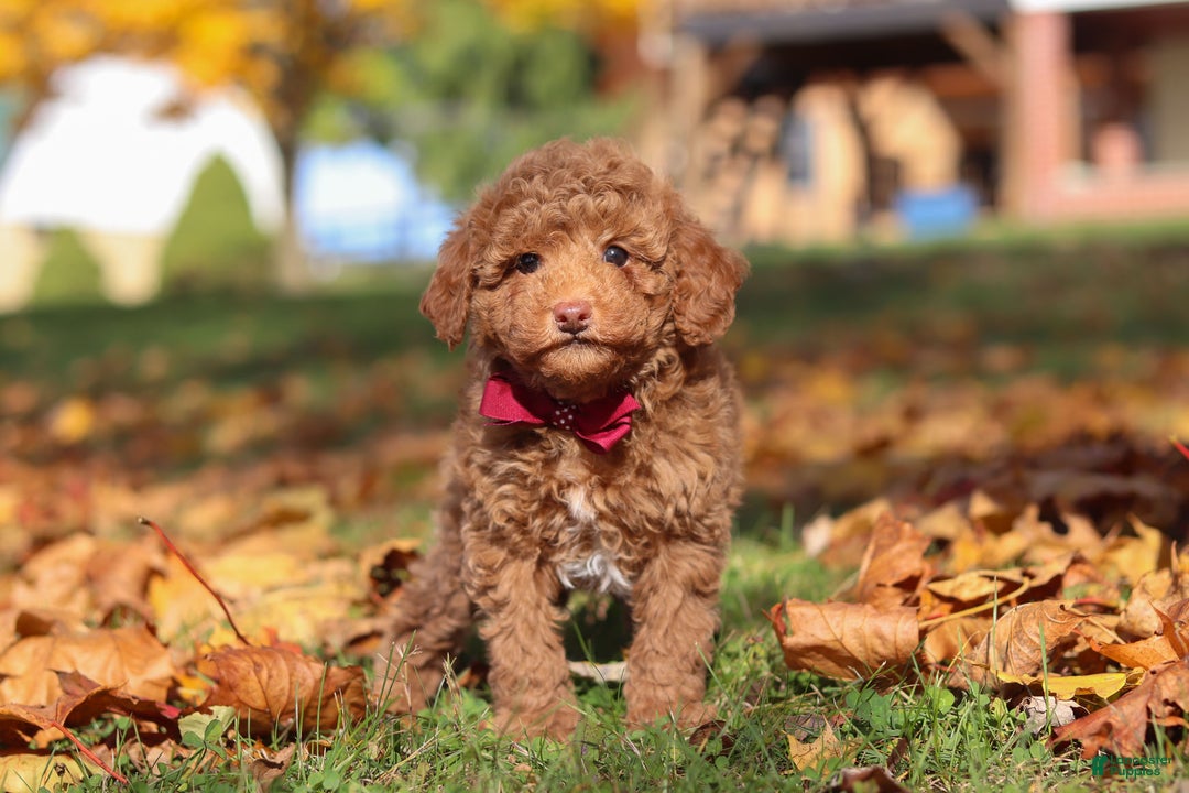 Miniature Poodle dogs for sale: Stitch - Ad 8