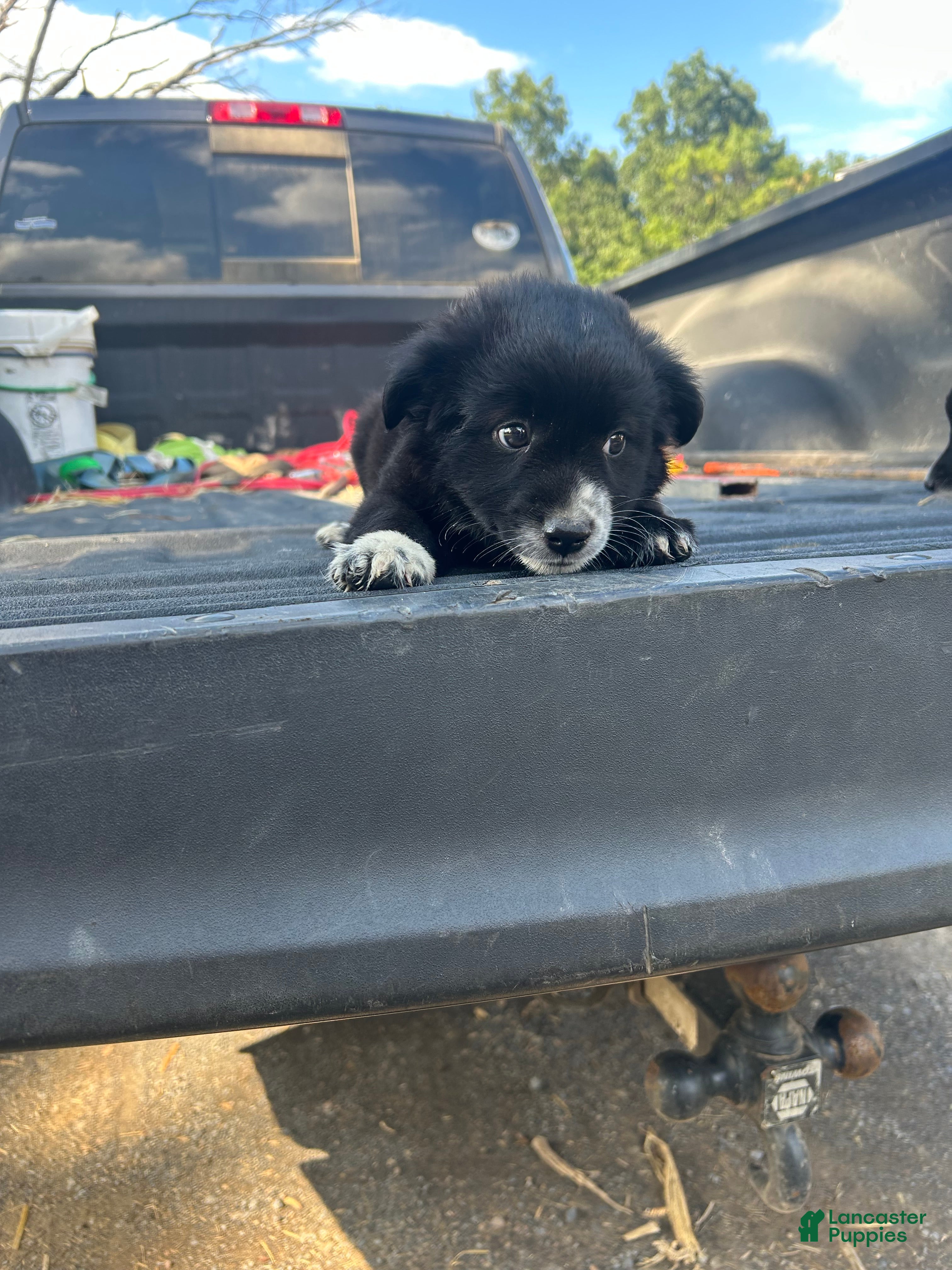 Miniature Australian Shepherd dogs Axio  - Ad 5