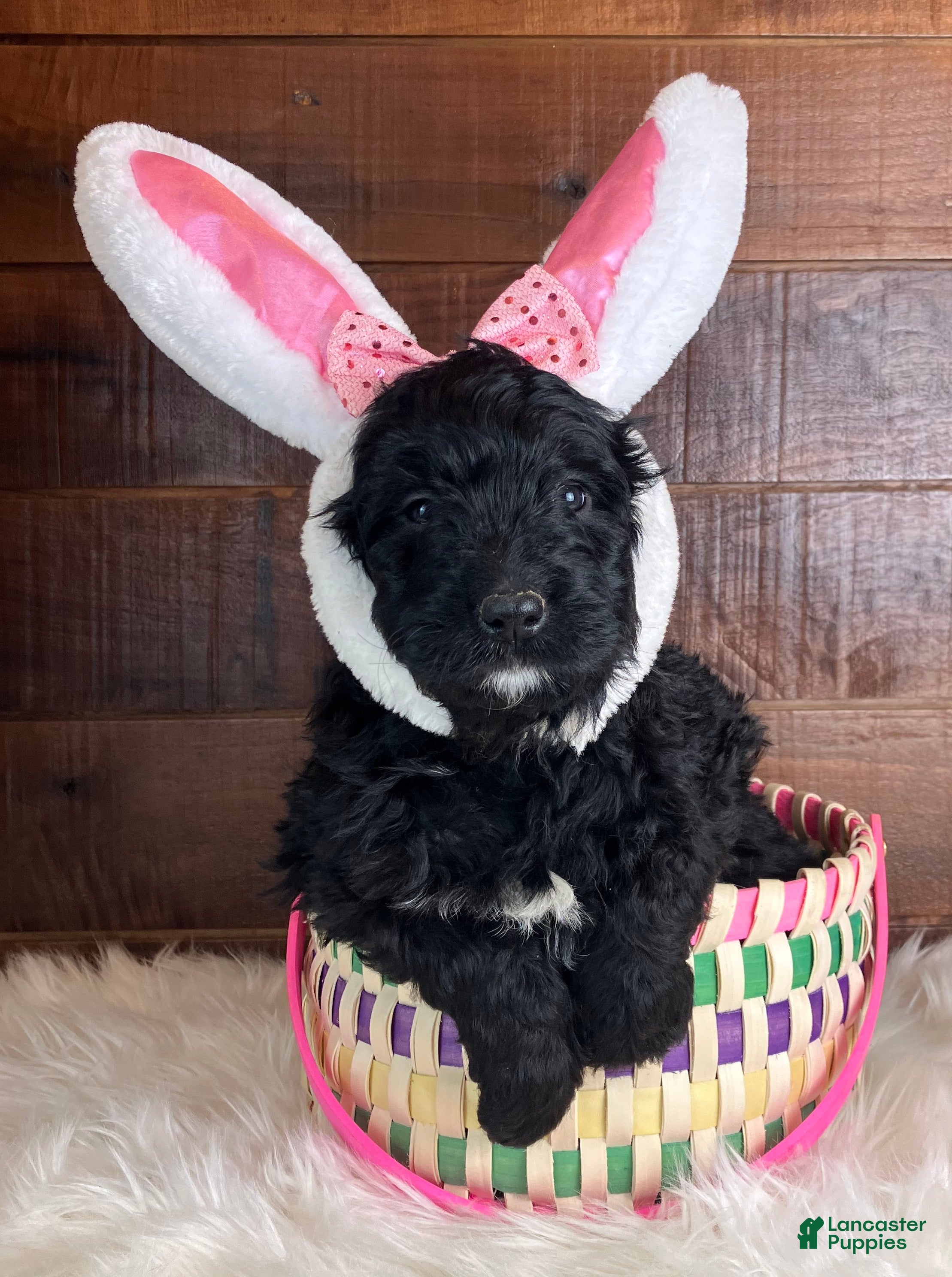 Bernedoodle dogs Espresso  - Ad 1