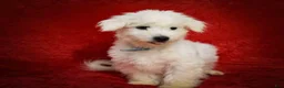 Maltese dogs for sale: Bryson 🐾 - Ad 12