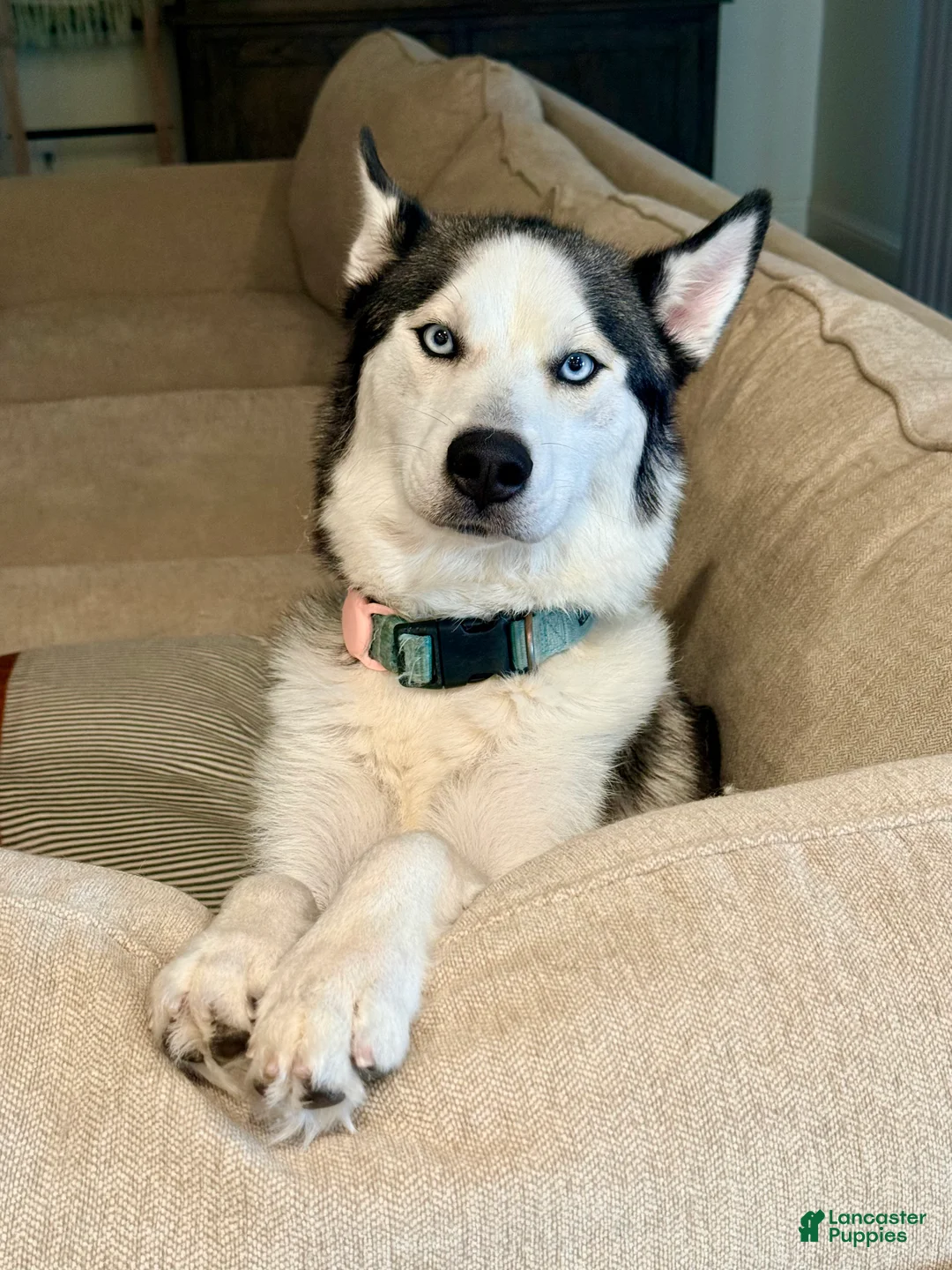 Mixed Breed dogs for sale: Gus Gus - Ad 2