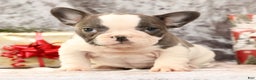 French Bulldog dogs for sale: Julia - Ad 4