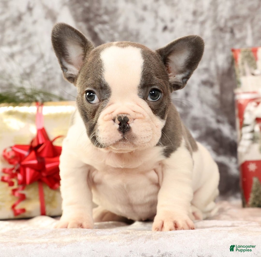 French Bulldog dogs for sale: Julia - Ad 4