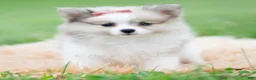 Pomeranian dogs for sale: Rosie - Ad 3