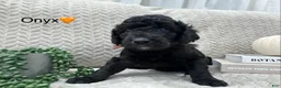 Goldendoodle dogs for sale: Onyx 🧡 - Ad 17