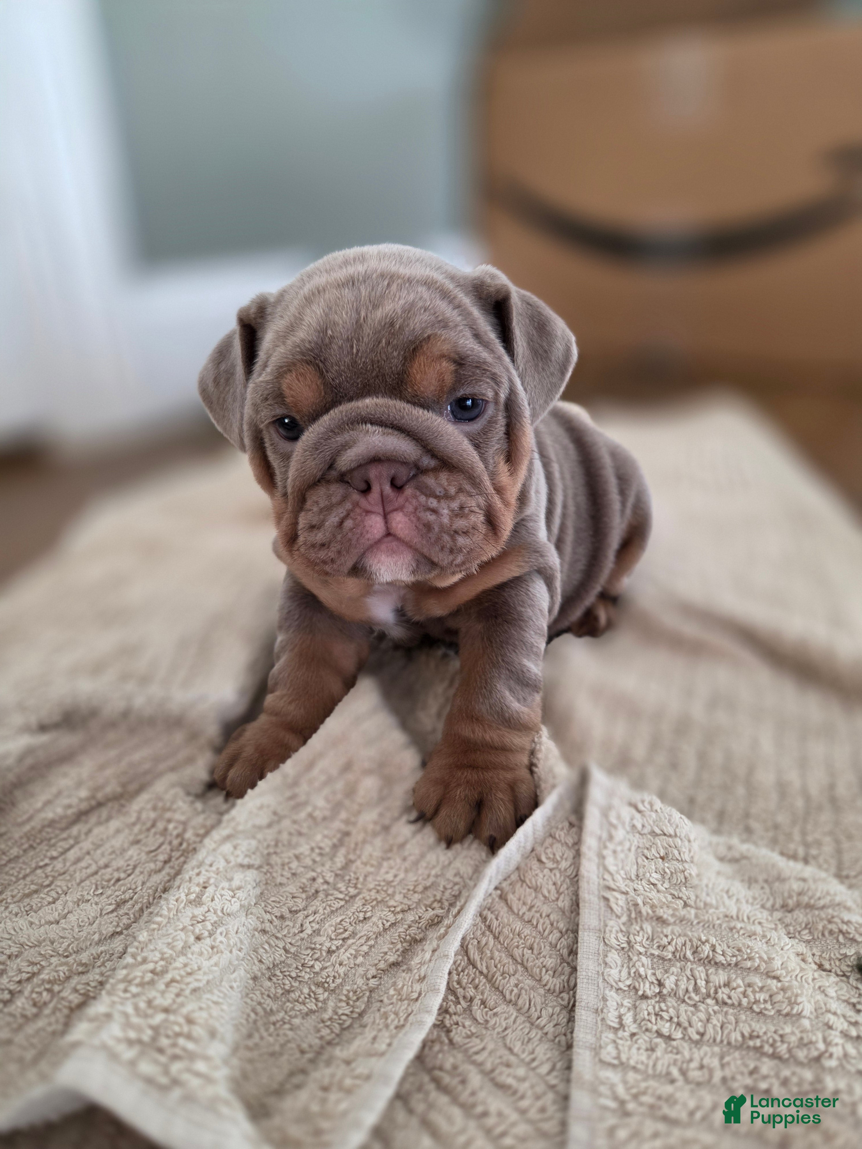 English Bulldog dogs Tiana - Ad 37